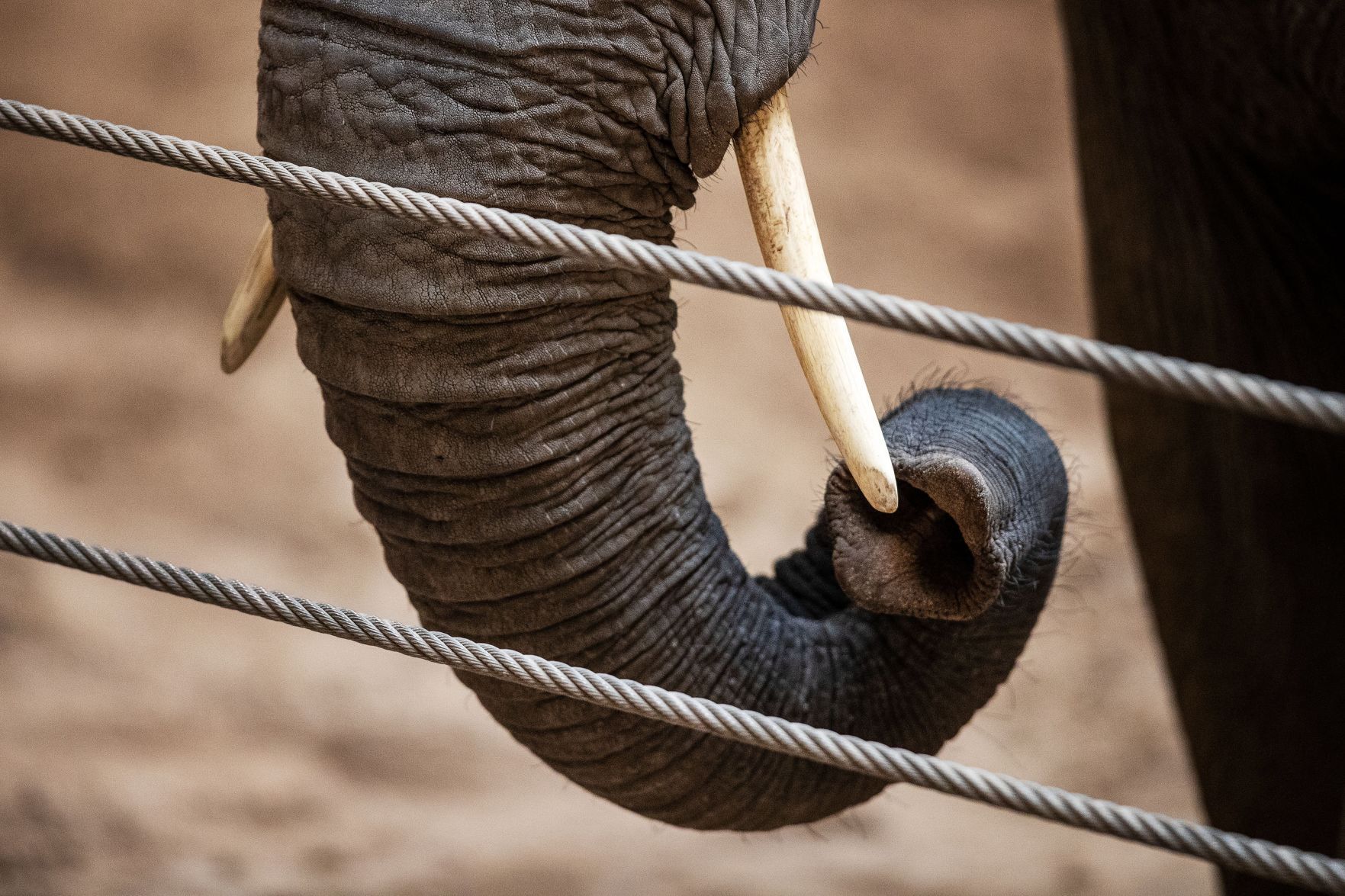 031921-owh-new-elephants-pic-cm007